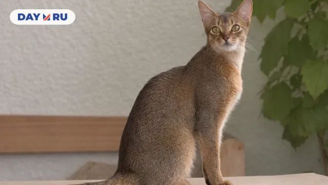 Абиссинская кошка