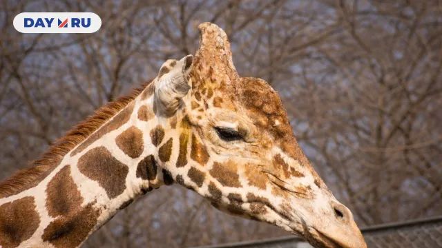 Самсон Ленинградов (2014)