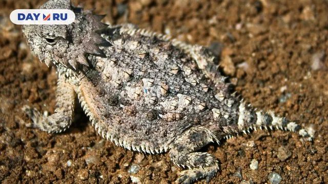 Солнечная рогатая ящерица