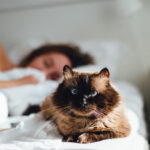 Сон с животными: почему нельзя пускать кошек и собак на кровать?