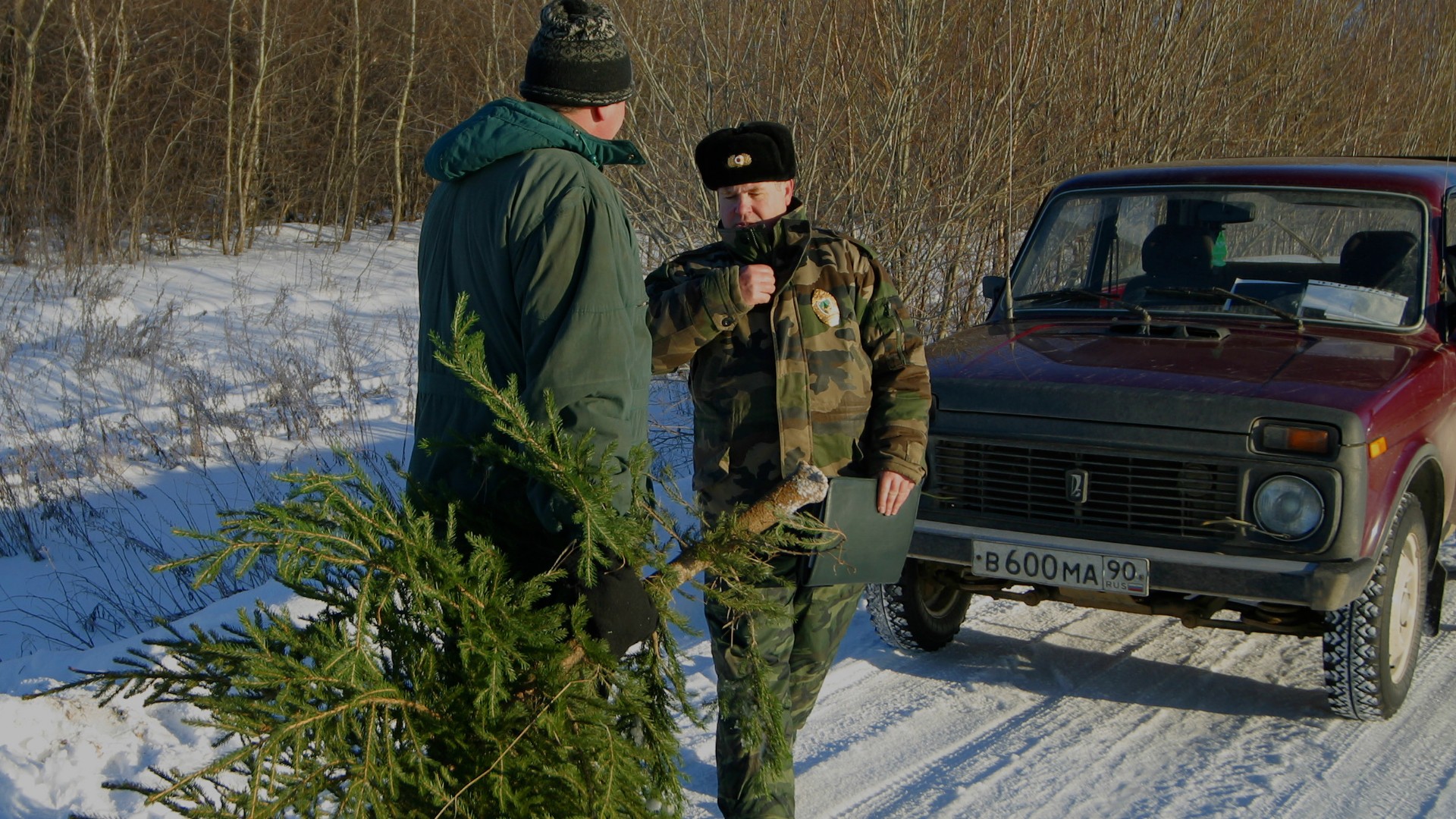 Охране ели. Охрана елок. Лесная охрана елей. Лесная охрана зимой.