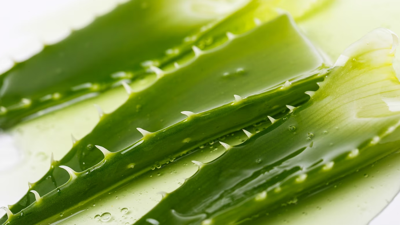 Т алоэ. Aloe Vera.