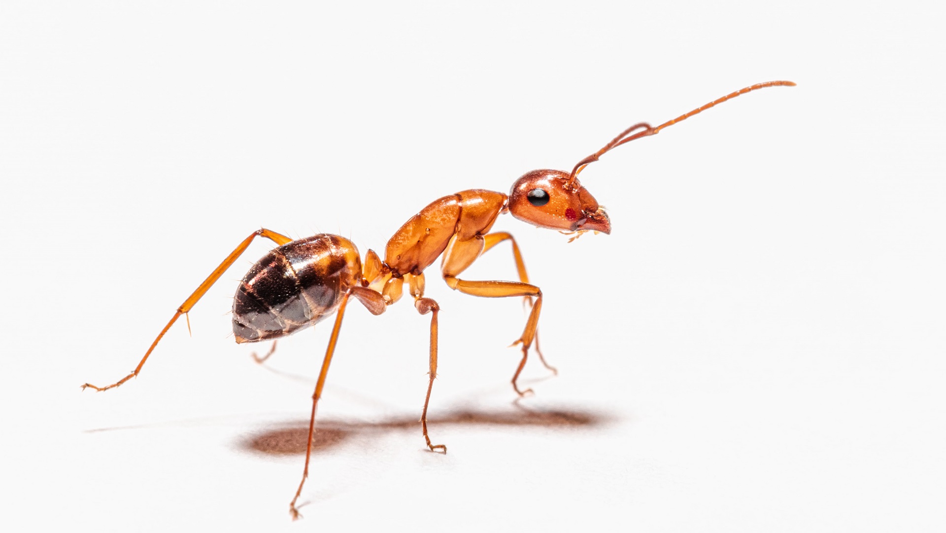 Маленькие муравьи в диване