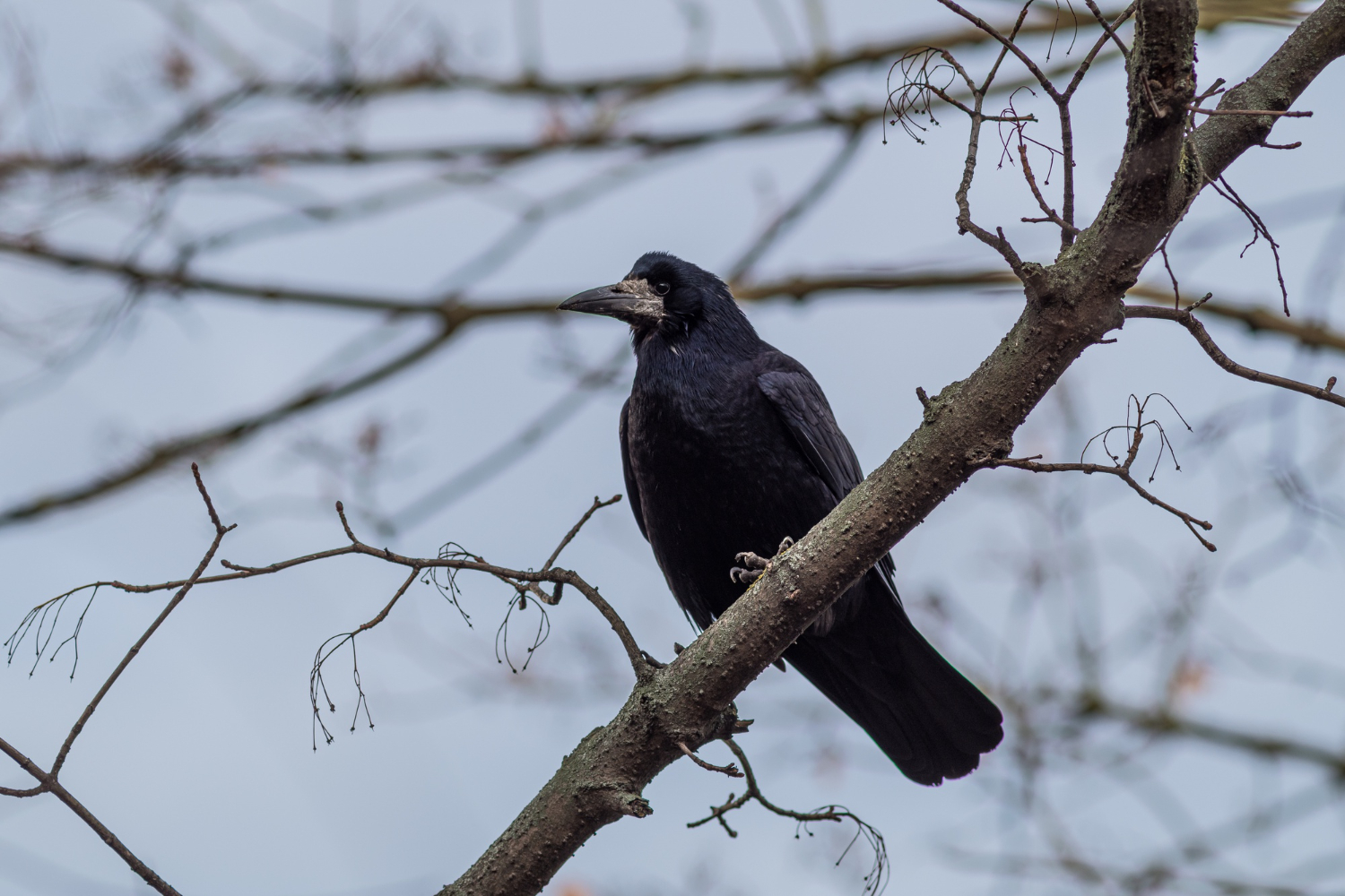 low-angle-view-rook-standing-tree-branch